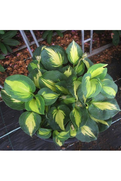 Висота хости Біч Бой